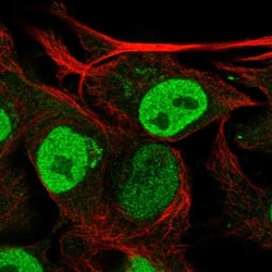KIAA1211 Antibody, Novus Biologicals 25 &mu;L, Unlabeled:Antibodies, Polyclonal
